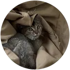小猫咪叫顺风 群聊头像