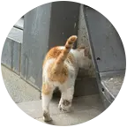 瘸腿流浪小橘白救助🐱 群聊头像