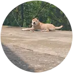 中华田园犬聊天群 群聊头像