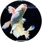蝴蝶鲤交流群 群聊头像