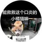 肥东小橘猫口炎救助群 群聊头像