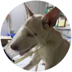 犬瘟狗狗救助群 群聊头像