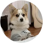 小短腿俱乐部交流群 群聊头像