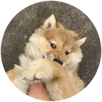 田园犬鉴赏 群聊头像