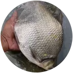 一杆江湖钓鱼技术交流 群聊头像