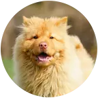 鑫源犬舍俱乐部 群聊头像