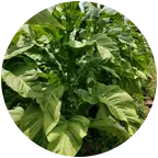高山烤烟烟草种植交流群 群聊头像
