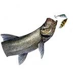 济宁路亚交流群🎣 群聊头像
