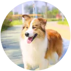 灵犀爱犬舍 群聊头像