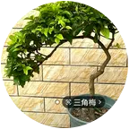 快乐养花 群聊头像