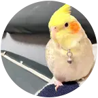 小鹦养鸟日常 群聊头像