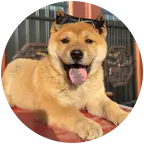 田园犬来财后勤部 群聊头像